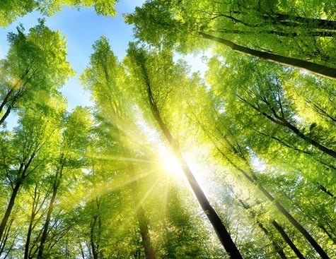 Depositphotos_118387210_XL_lp